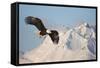 Bald Eagle in Flight-null-Framed Stretched Canvas