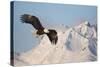 Bald Eagle in Flight-null-Stretched Canvas