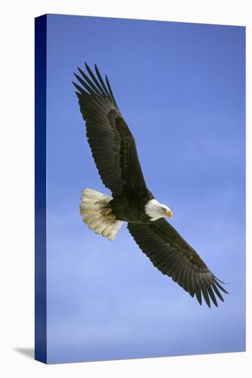 Bald Eagle in Flight-null-Stretched Canvas