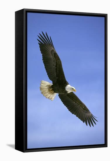 Bald Eagle in Flight-null-Framed Stretched Canvas