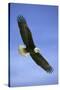 Bald Eagle in Flight-null-Stretched Canvas