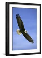 Bald Eagle in Flight-null-Framed Premium Photographic Print