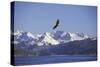 Bald Eagle in Flight-null-Stretched Canvas