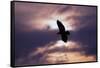 Bald Eagle in Flight-W. Perry Conway-Framed Stretched Canvas