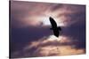 Bald Eagle in Flight-W. Perry Conway-Stretched Canvas