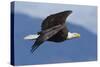 Bald Eagle in Flight-Ken Archer-Stretched Canvas