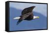 Bald Eagle in Flight-Ken Archer-Framed Stretched Canvas