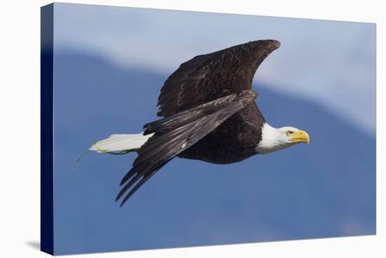 Bald Eagle in Flight-Ken Archer-Stretched Canvas