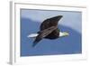 Bald Eagle in Flight-Ken Archer-Framed Photographic Print