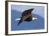 Bald Eagle in Flight-Ken Archer-Framed Photographic Print