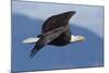 Bald Eagle in Flight-Ken Archer-Mounted Photographic Print