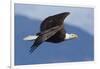 Bald Eagle in Flight-Ken Archer-Framed Photographic Print