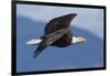 Bald Eagle in Flight-Ken Archer-Framed Photographic Print