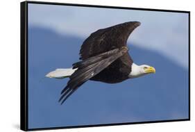 Bald Eagle in Flight-Ken Archer-Framed Stretched Canvas