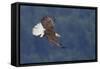 Bald Eagle in Flight-Ken Archer-Framed Stretched Canvas