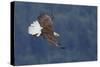 Bald Eagle in Flight-Ken Archer-Stretched Canvas