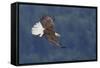 Bald Eagle in Flight-Ken Archer-Framed Stretched Canvas