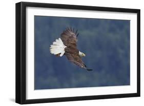 Bald Eagle in Flight-Ken Archer-Framed Photographic Print