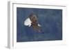 Bald Eagle in Flight-Ken Archer-Framed Photographic Print