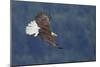 Bald Eagle in Flight-Ken Archer-Mounted Photographic Print