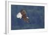 Bald Eagle in Flight-Ken Archer-Framed Photographic Print