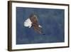 Bald Eagle in Flight-Ken Archer-Framed Photographic Print