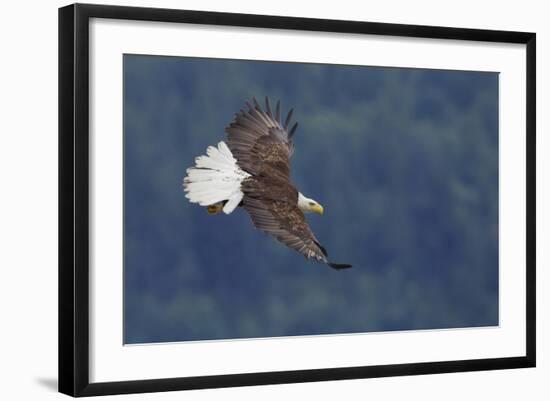 Bald Eagle in Flight-Ken Archer-Framed Photographic Print