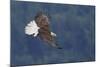 Bald Eagle in Flight-Ken Archer-Mounted Photographic Print