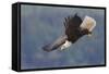 Bald Eagle in Flight-Ken Archer-Framed Stretched Canvas