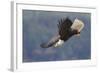 Bald Eagle in Flight-Ken Archer-Framed Photographic Print