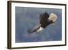 Bald Eagle in Flight-Ken Archer-Framed Photographic Print