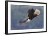 Bald Eagle in Flight-Ken Archer-Framed Photographic Print