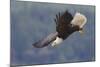 Bald Eagle in Flight-Ken Archer-Mounted Photographic Print