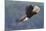 Bald Eagle in Flight-Ken Archer-Mounted Photographic Print