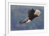 Bald Eagle in Flight-Ken Archer-Framed Photographic Print