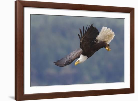 Bald Eagle in Flight-Ken Archer-Framed Photographic Print