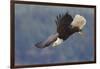 Bald Eagle in Flight-Ken Archer-Framed Photographic Print