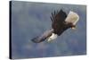 Bald Eagle in Flight-Ken Archer-Stretched Canvas