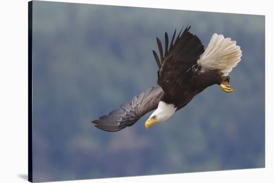 Bald Eagle in Flight-Ken Archer-Stretched Canvas