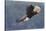 Bald Eagle in Flight-Ken Archer-Stretched Canvas