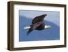 Bald Eagle in Flight-Ken Archer-Framed Photographic Print