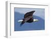 Bald Eagle in Flight-Ken Archer-Framed Photographic Print