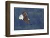 Bald Eagle in Flight-Ken Archer-Framed Photographic Print