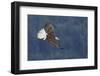 Bald Eagle in Flight-Ken Archer-Framed Photographic Print