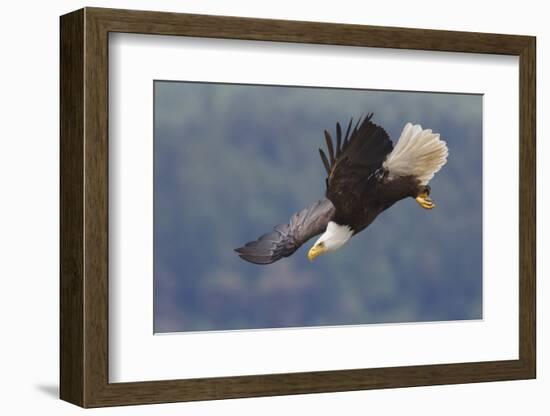 Bald Eagle in Flight-Ken Archer-Framed Photographic Print