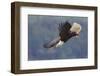 Bald Eagle in Flight-Ken Archer-Framed Photographic Print