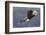 Bald Eagle in Flight-Ken Archer-Framed Photographic Print