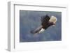 Bald Eagle in Flight-Ken Archer-Framed Photographic Print