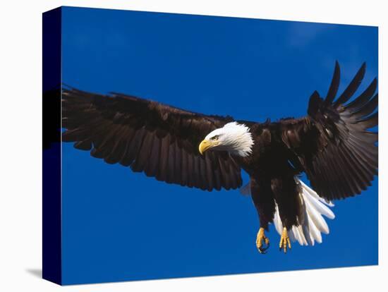 Bald Eagle in Flight-Lynn M^ Stone-Stretched Canvas
