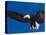 Bald Eagle in Flight-Lynn M^ Stone-Stretched Canvas